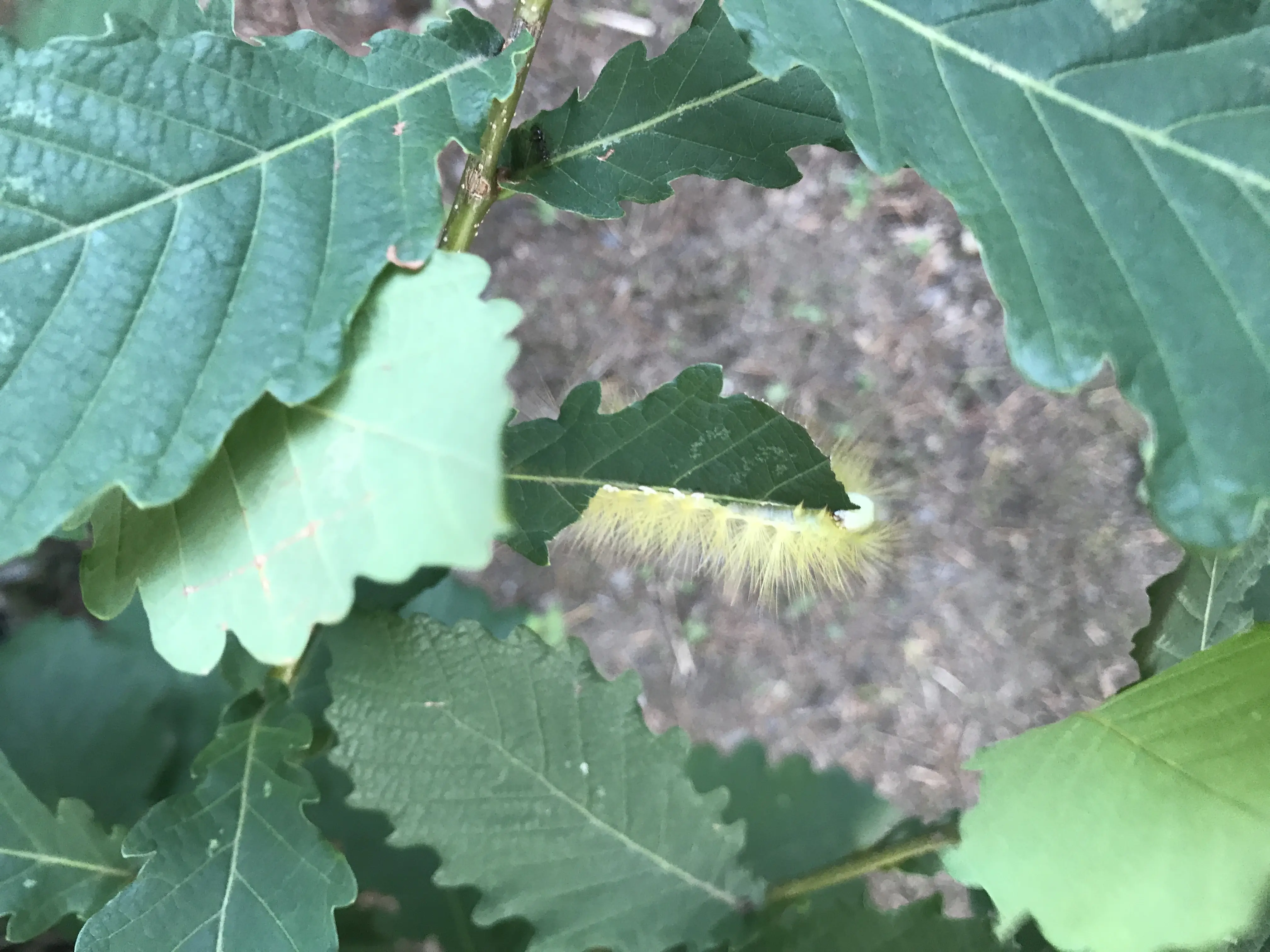 クスサン？の幼虫