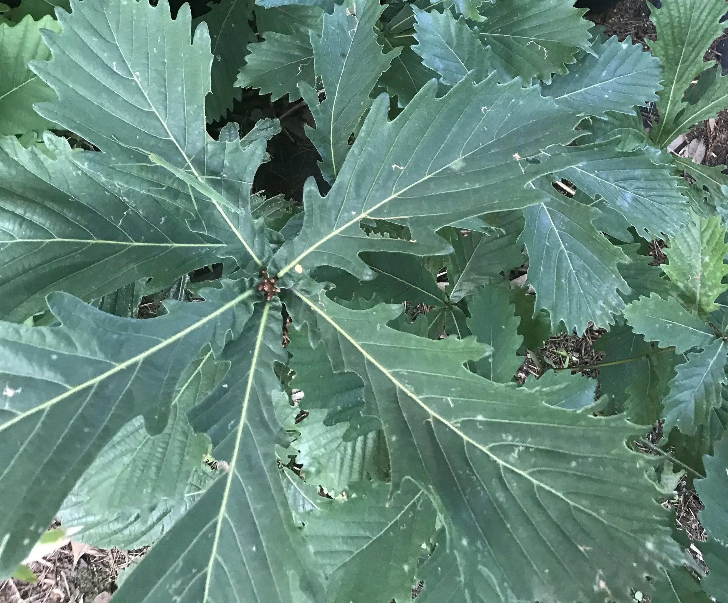 葉っぱに隠れているナナフシ