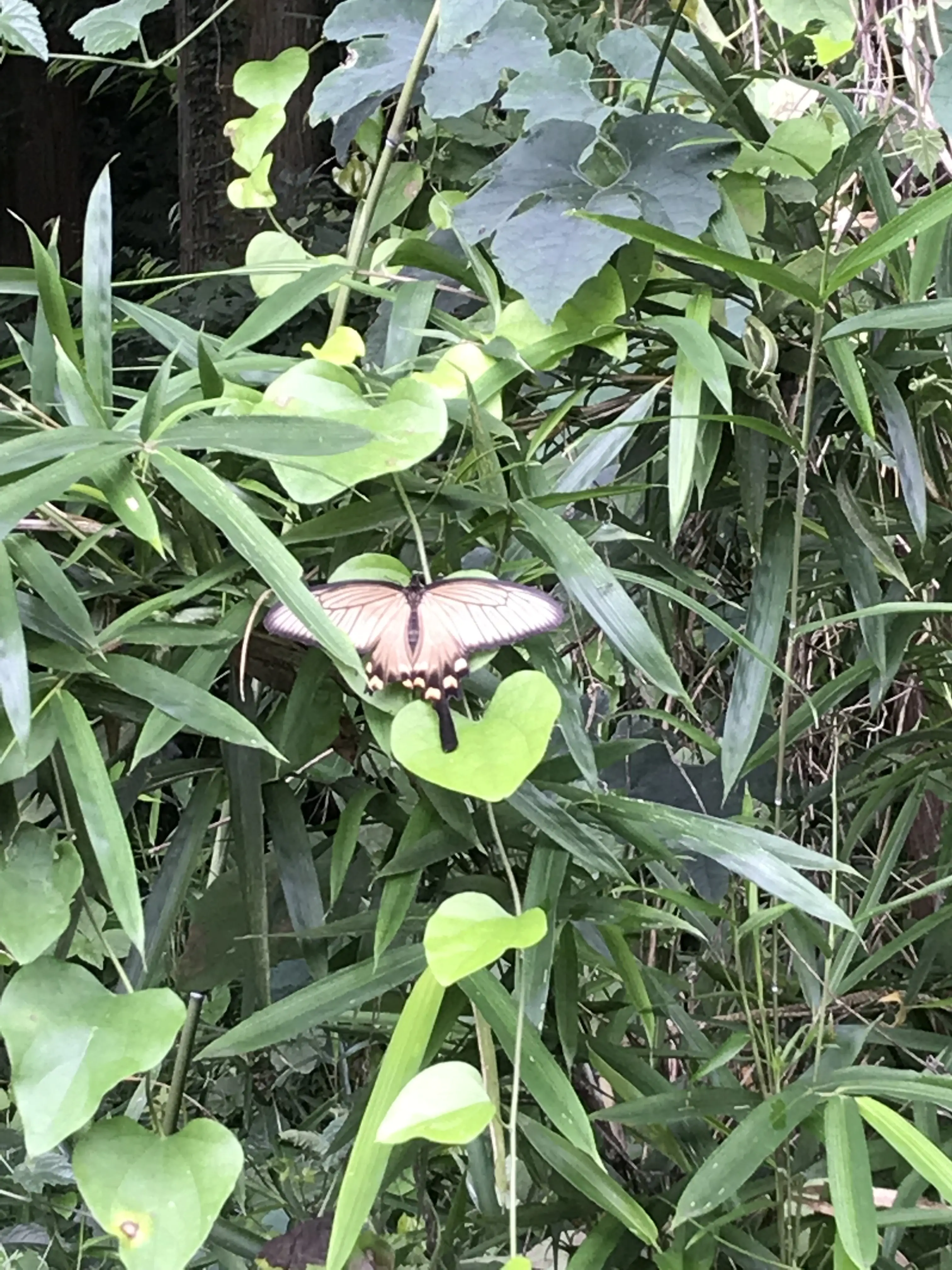 登山道で見られたアゲハの仲間