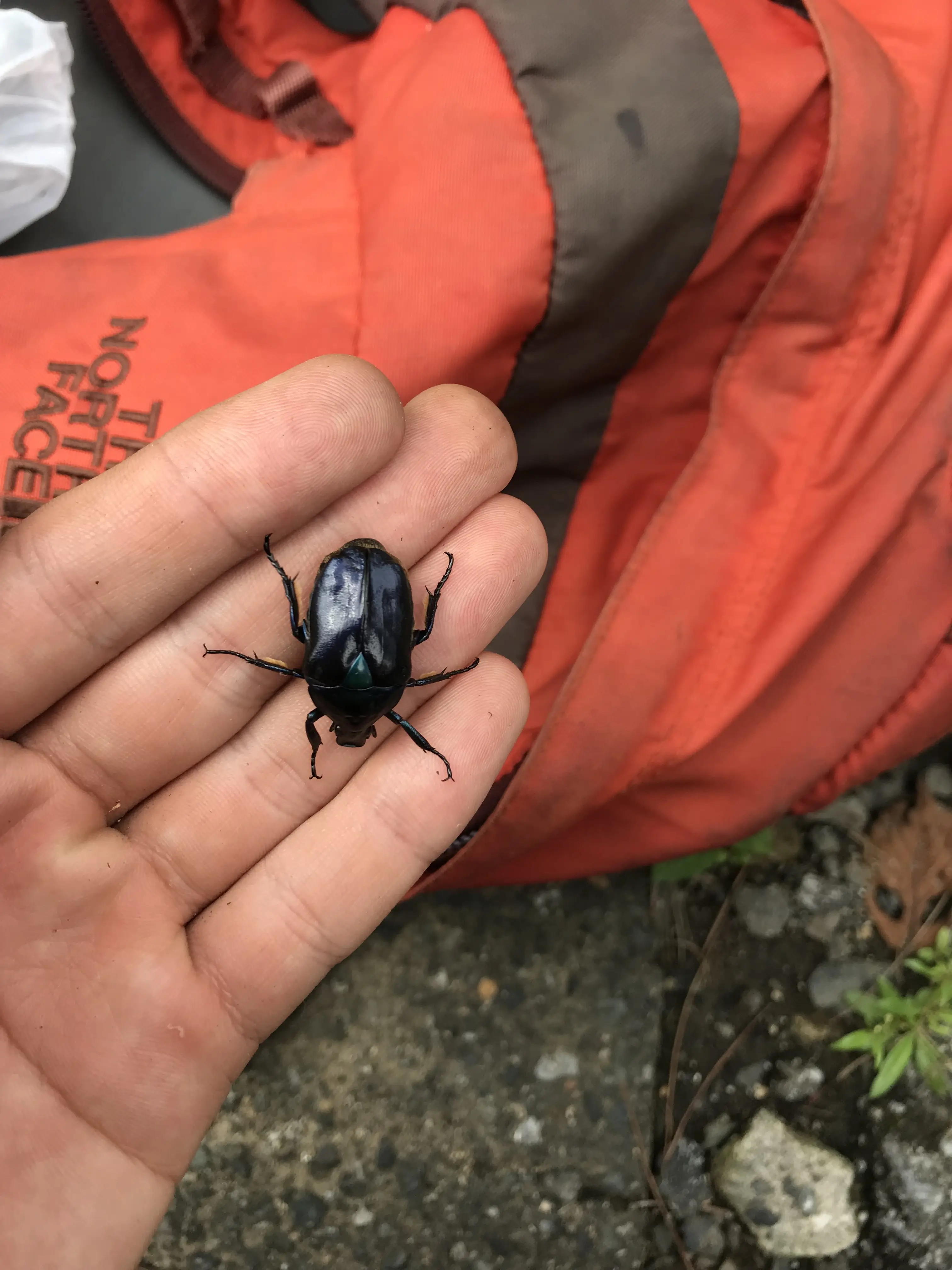 青いカナブンを手に取る写真