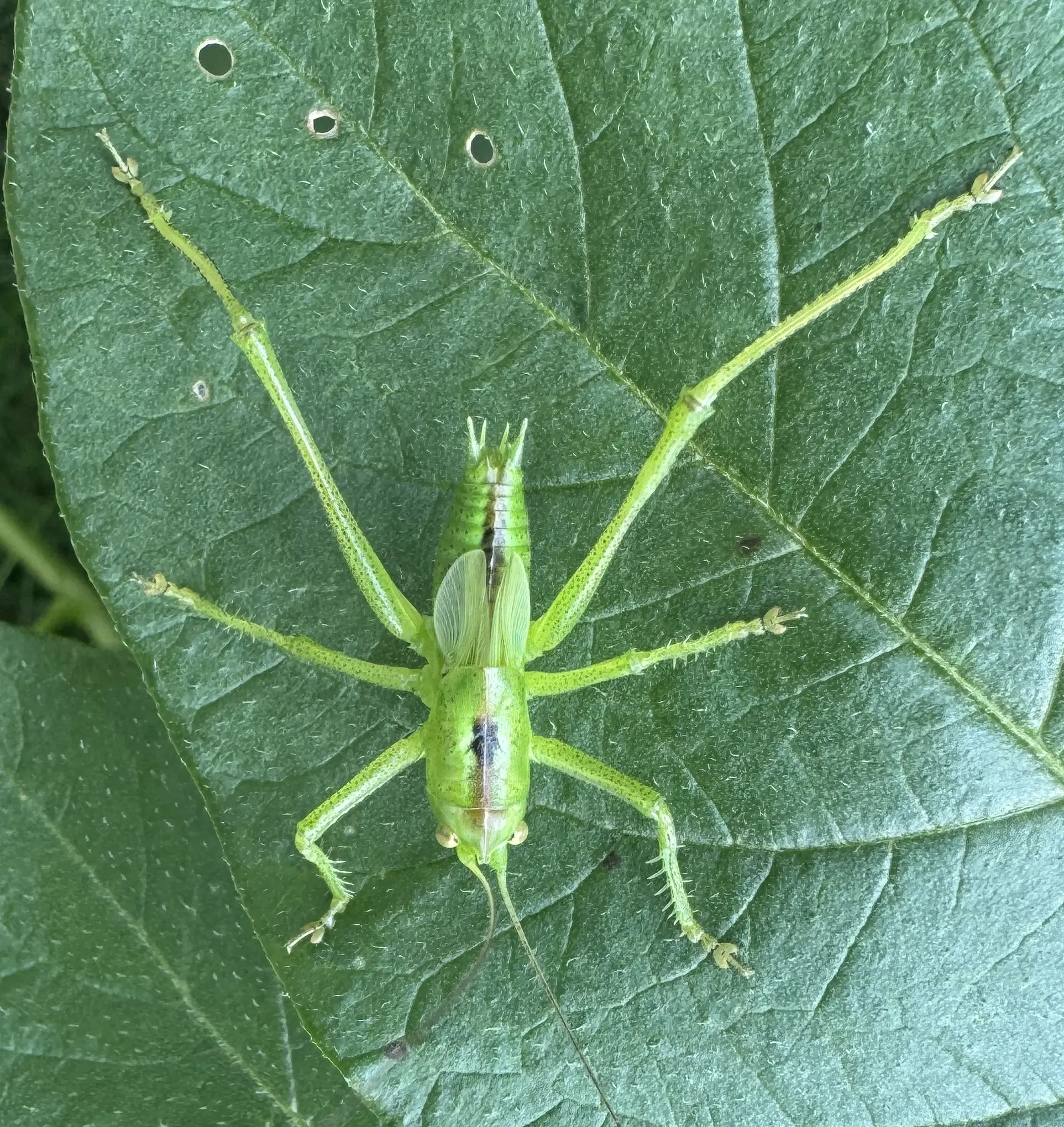 ジャガイモの葉に乗るヤブキリの幼虫