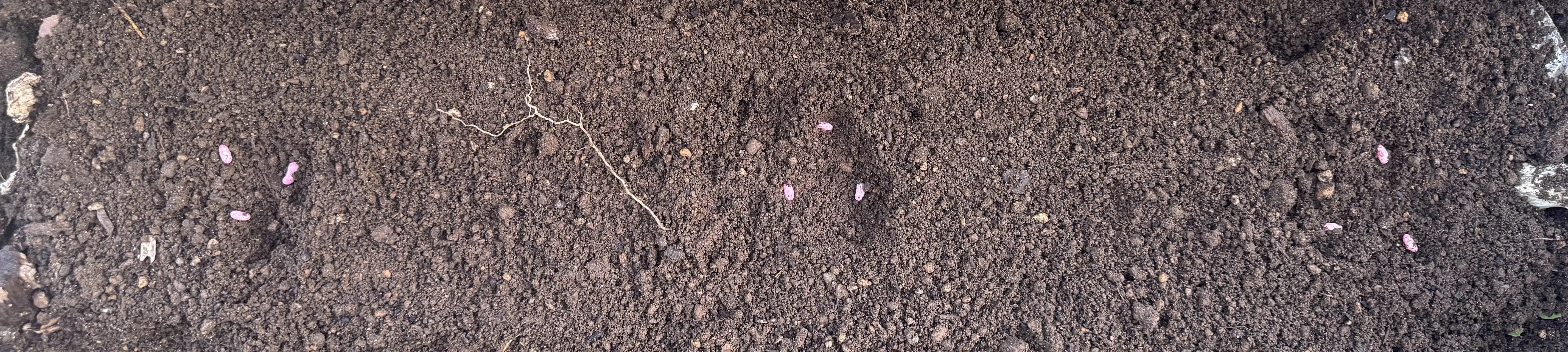 つるなしインゲンをまいた畝