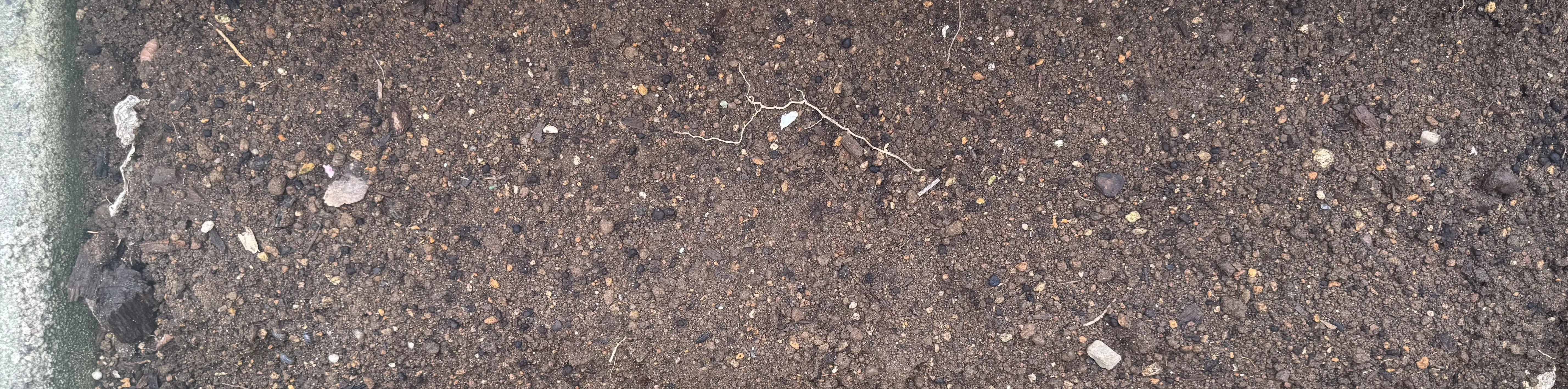 つるなしインゲンをまいた畝