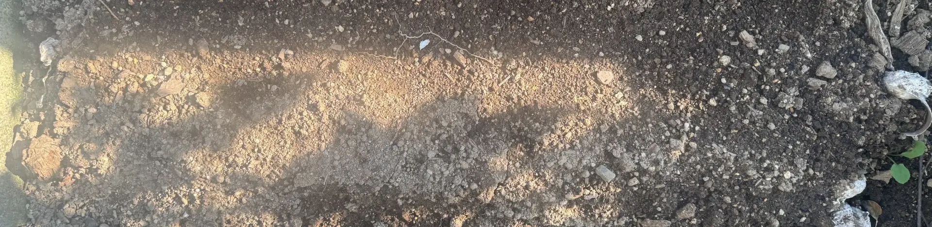 つるなしインゲンをまいた畝