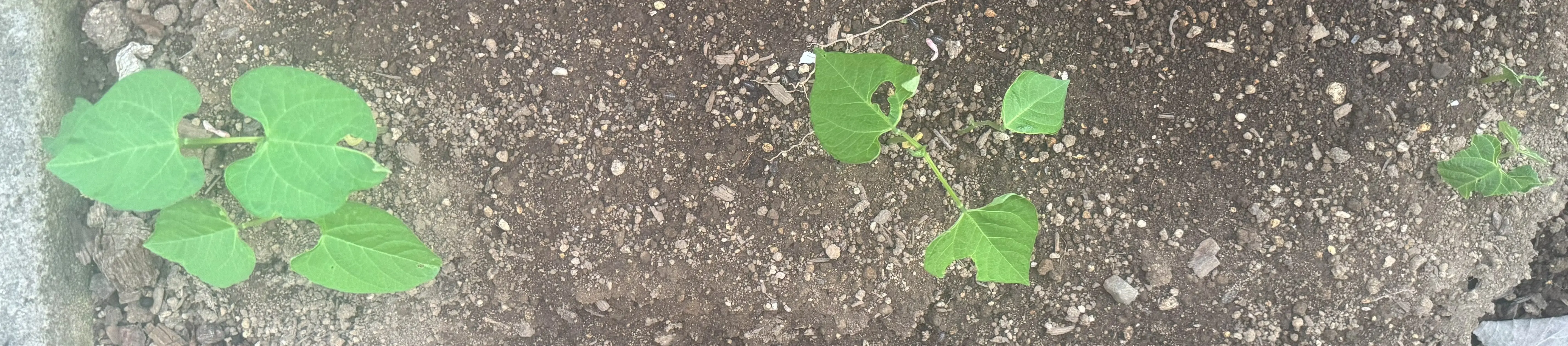 つるなしインゲン