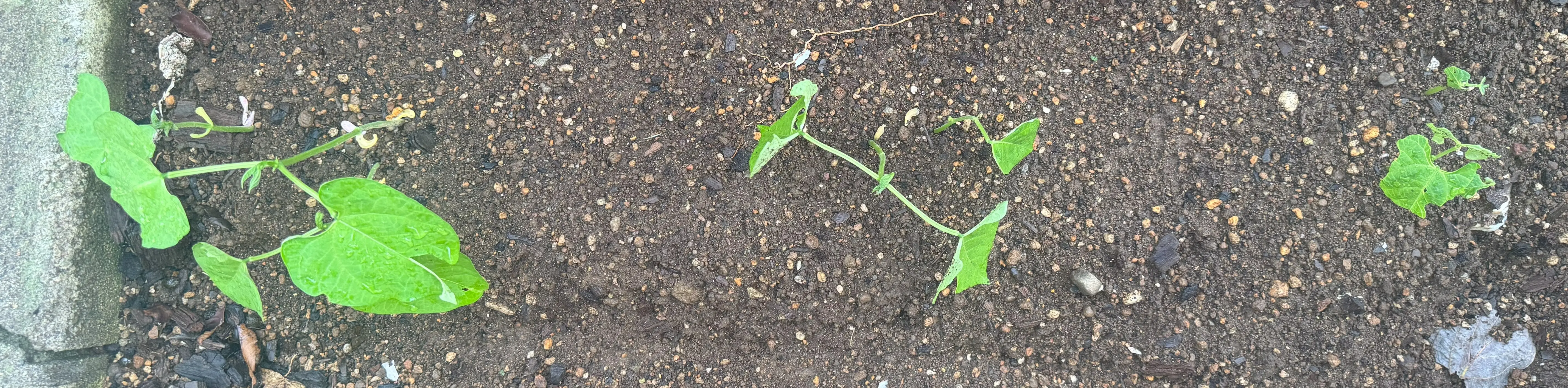 つるなしインゲン