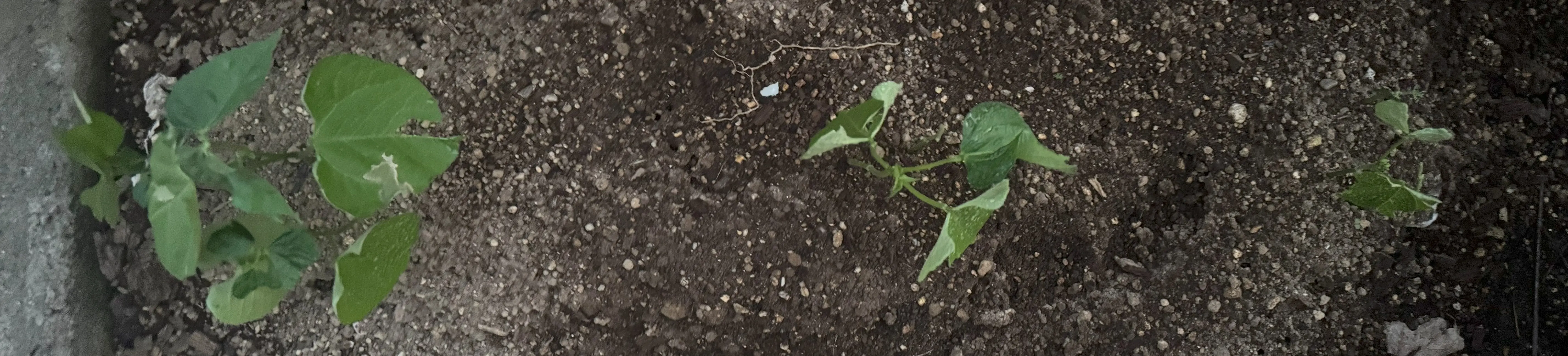 つるなしインゲン