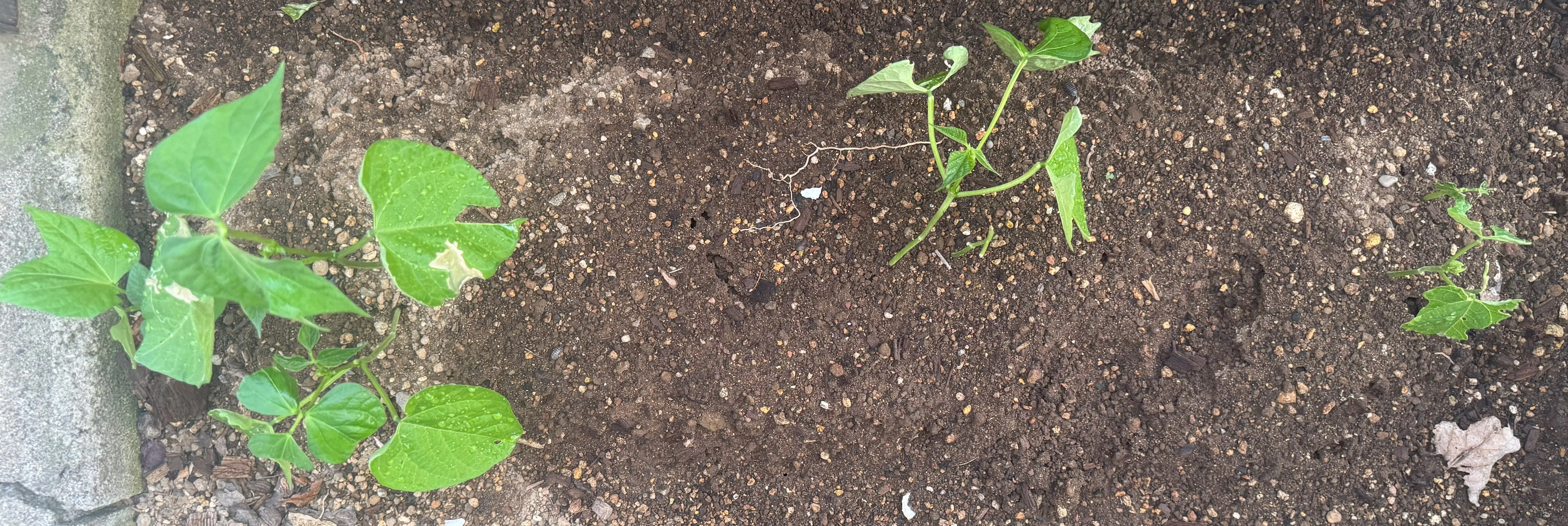 つるなしインゲン