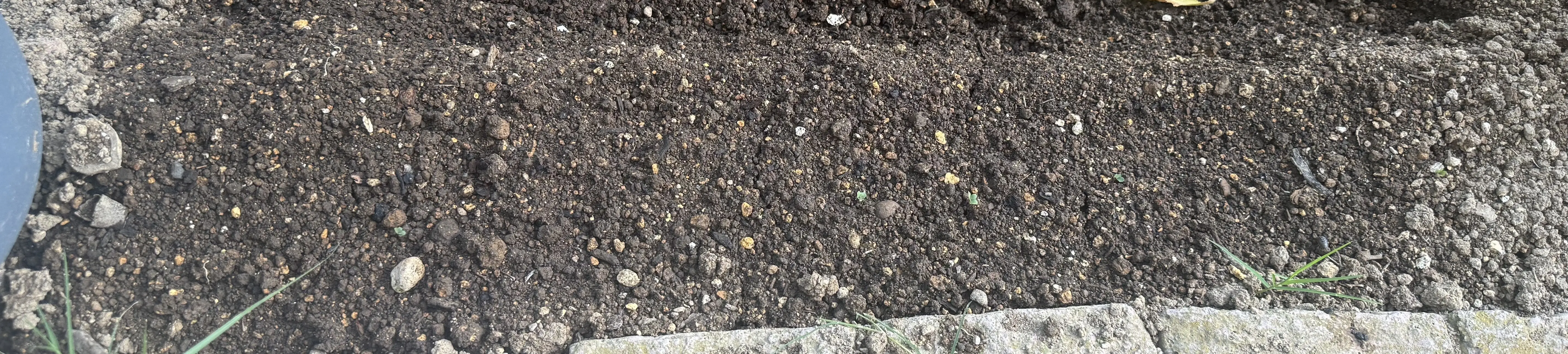 グリーンケールをまいた畝