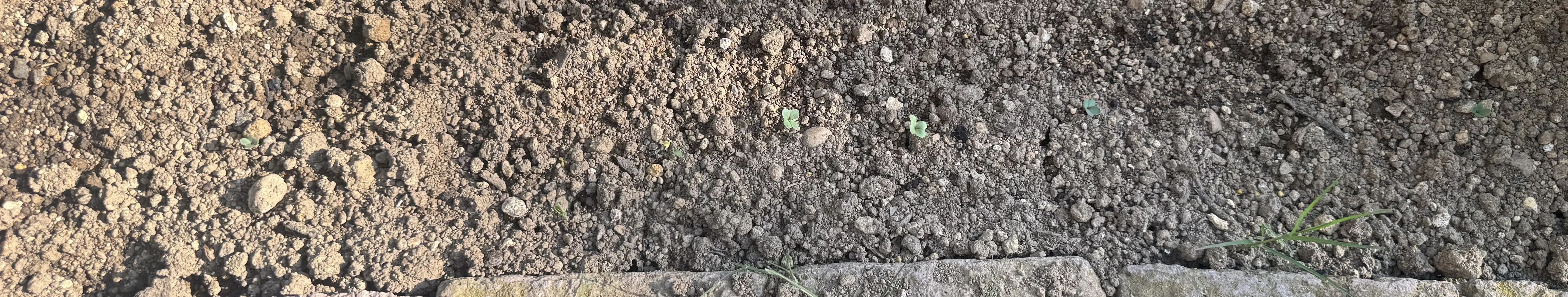 グリーンケールをまいた畝