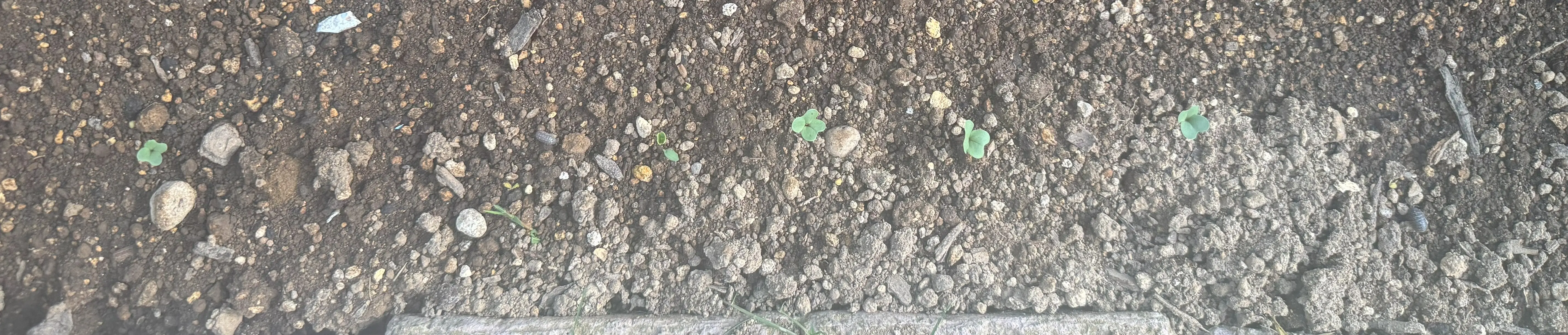 グリーンケール