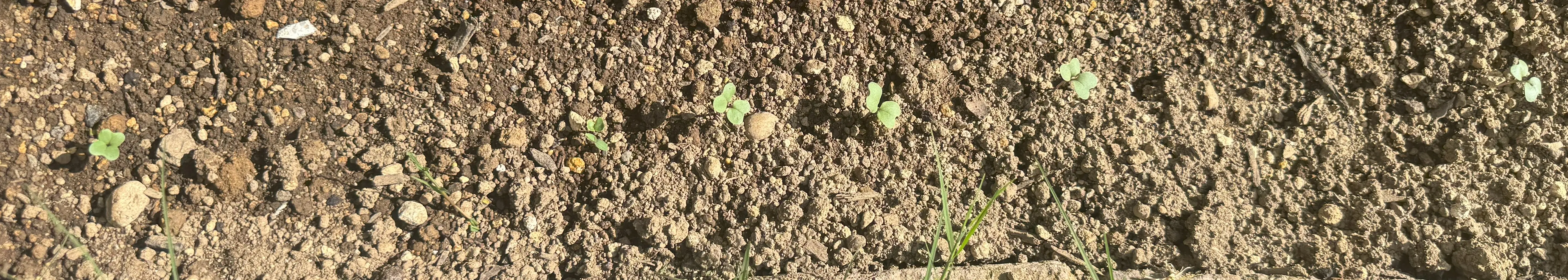 グリーンケール