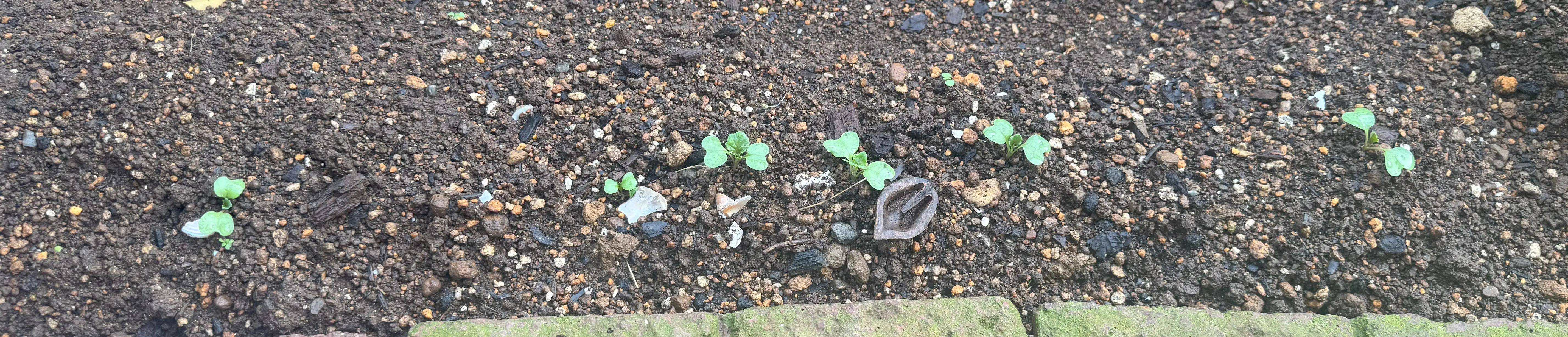 グリーンケール