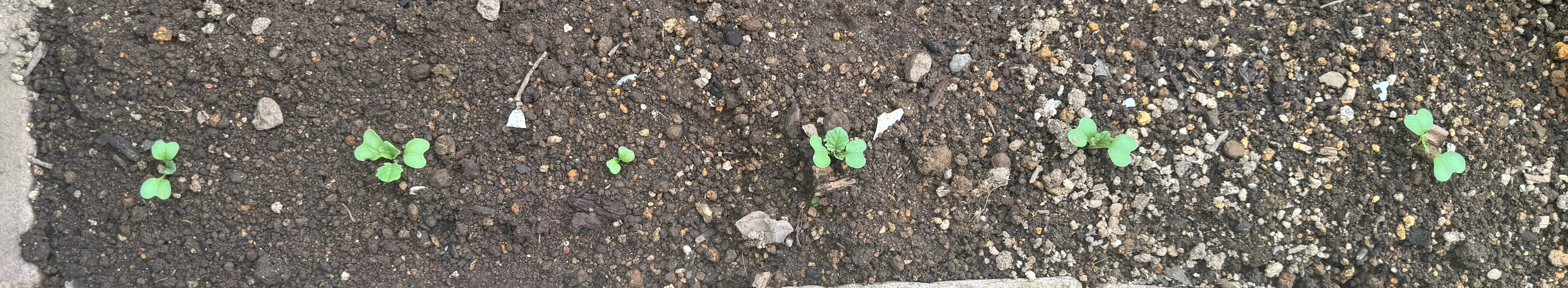 グリーンケールを植え替え