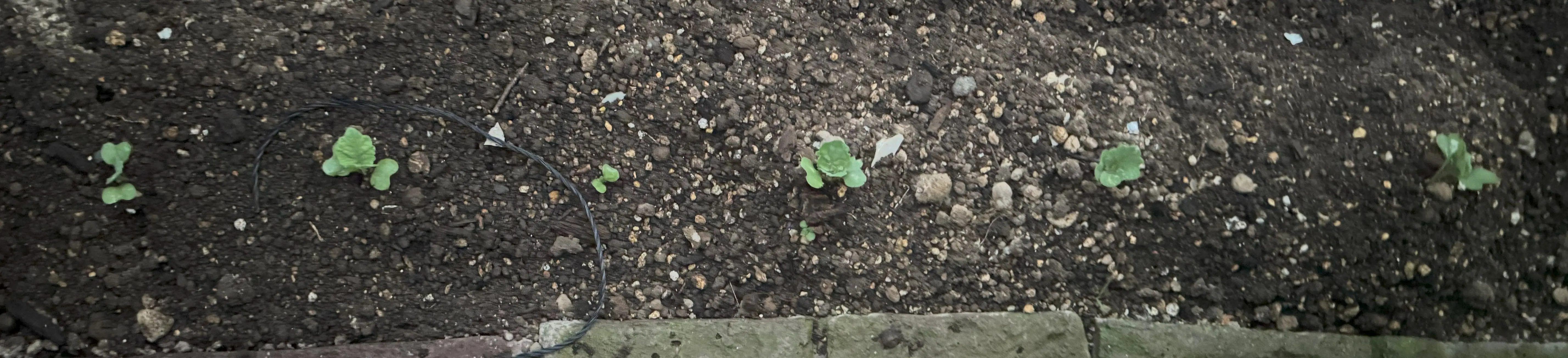 グリーンケール