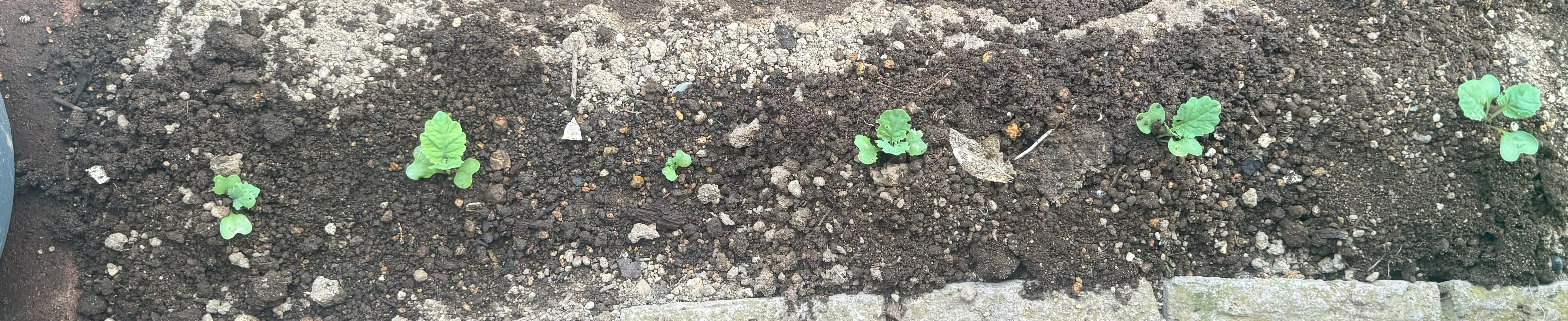 グリーンケール