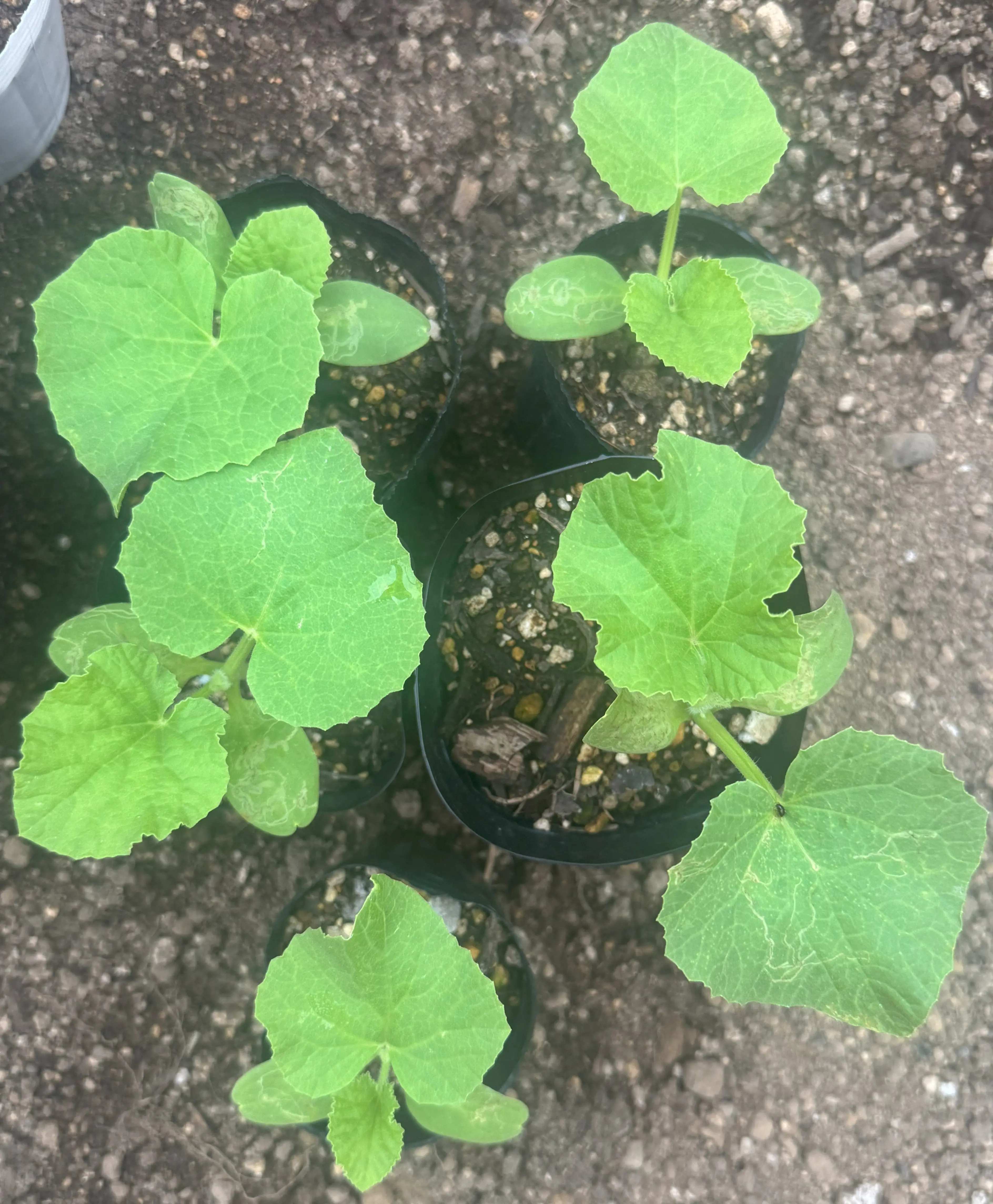 メロンの余剰苗