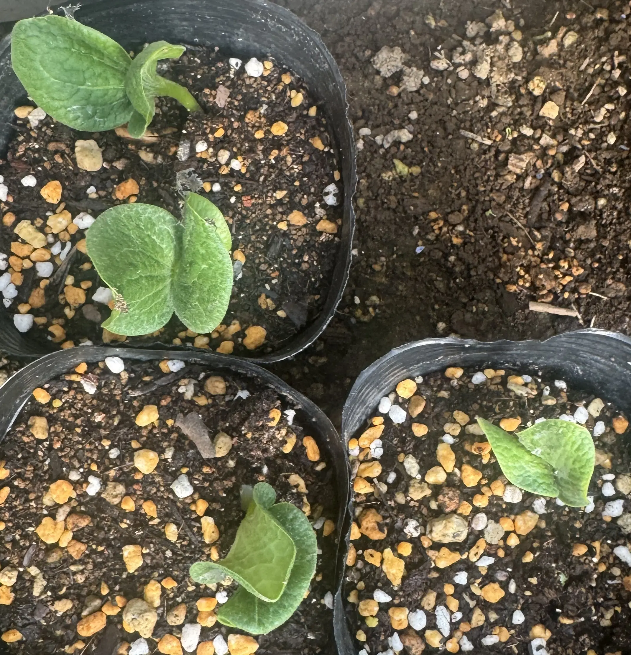 カボチャの発芽