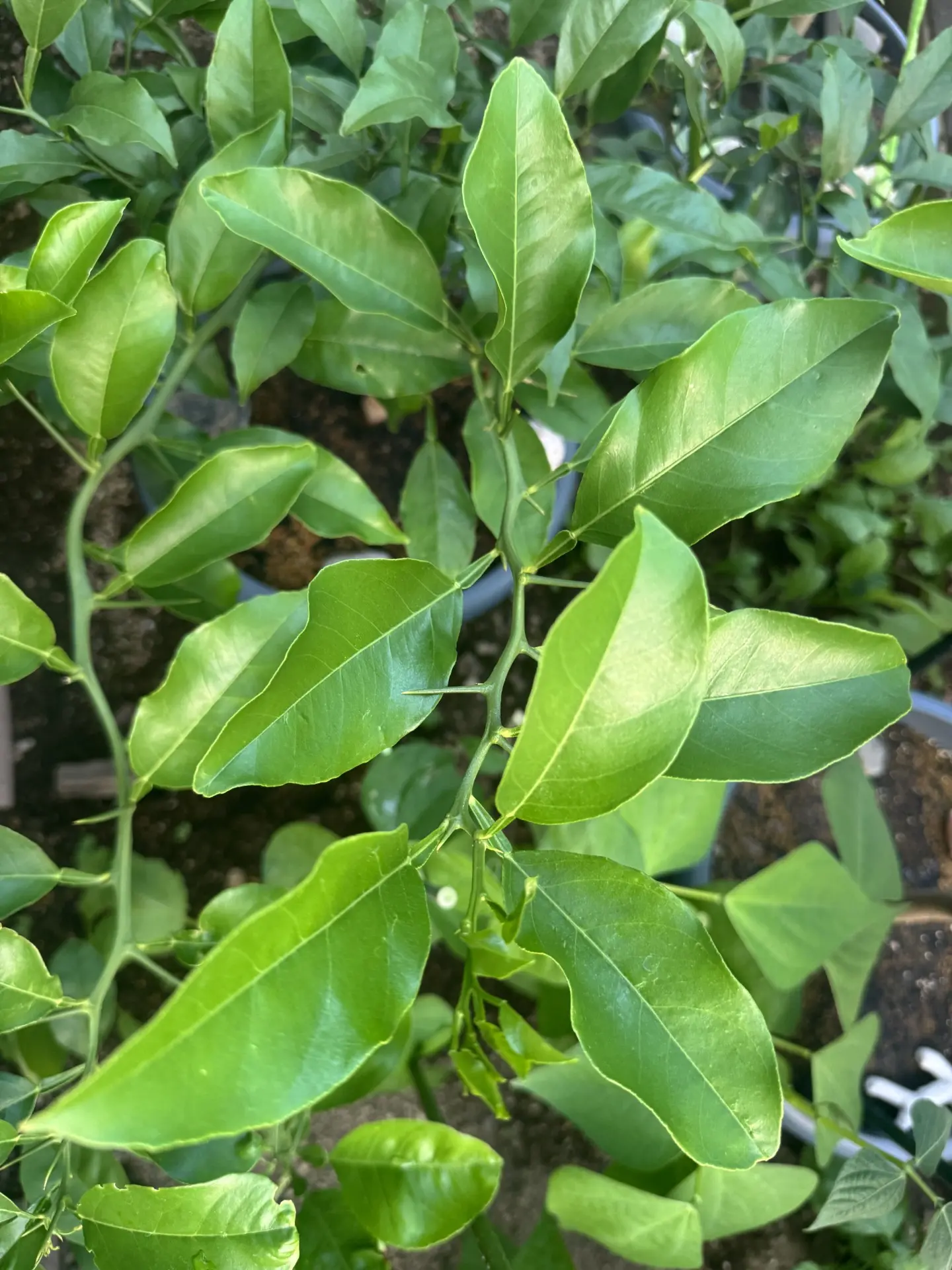 柑橘類の葉っぱが元通りになる。